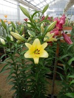 [4166 Outback VWS No01.JPG]